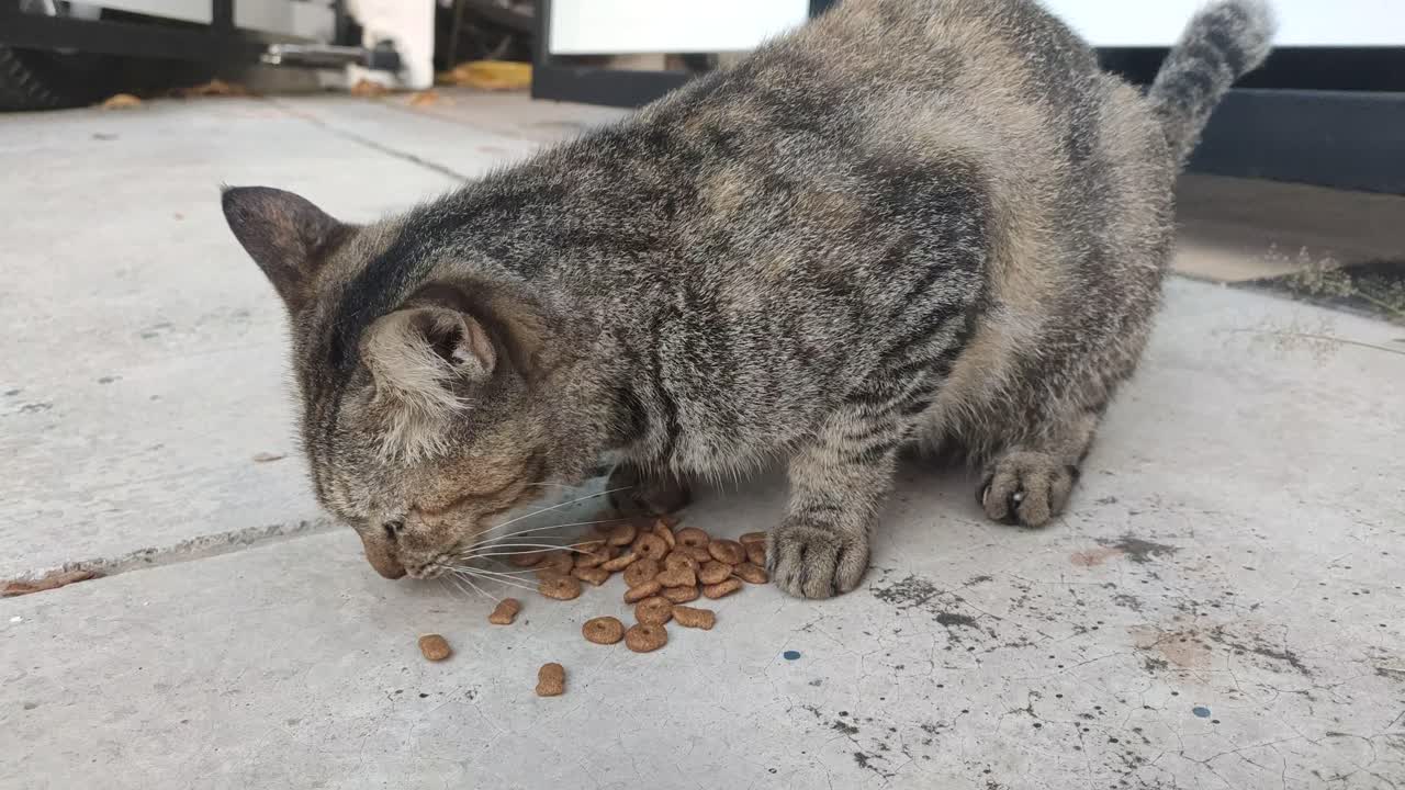 Eine getigerte Katze frisst Trockenfutter auf einer Betonfläche