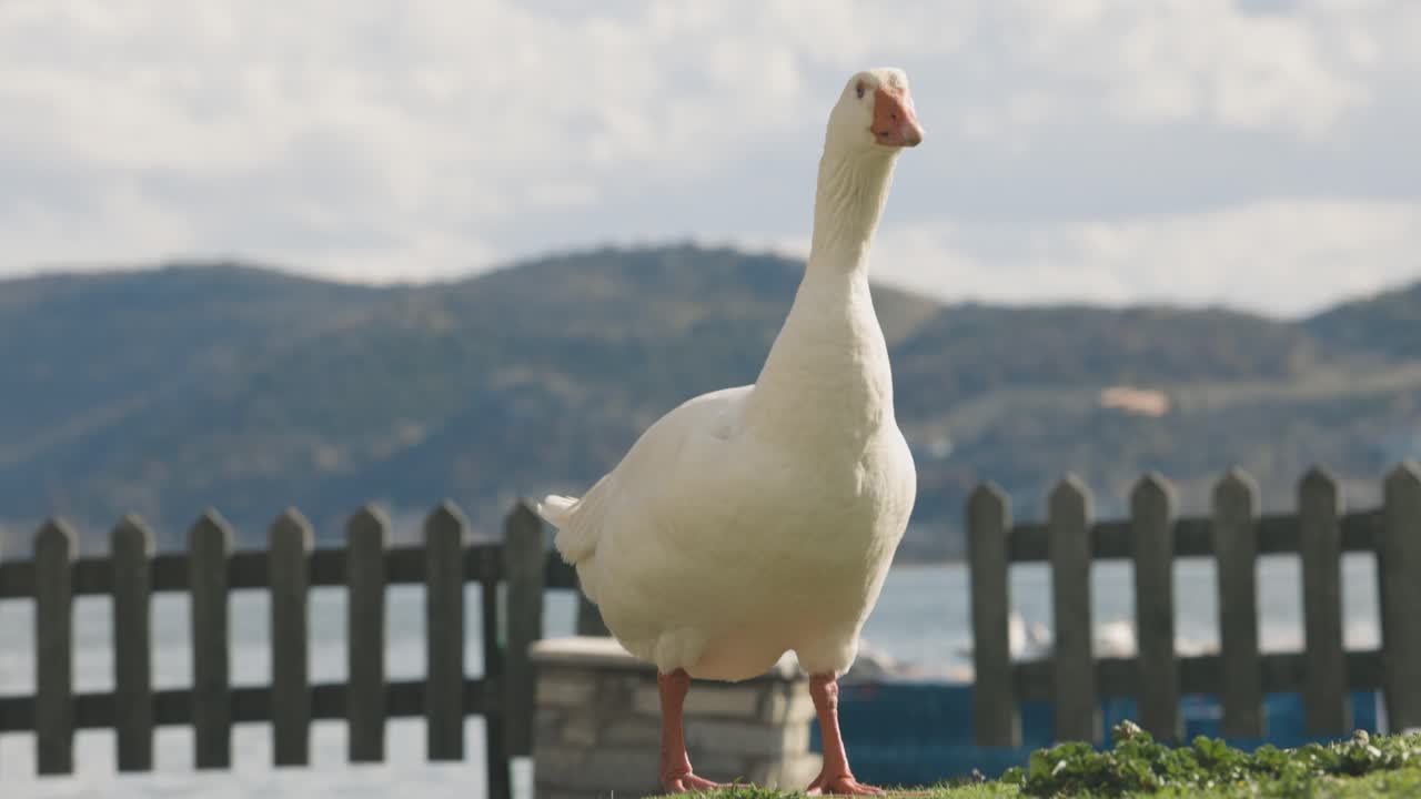 un primer plano de un pato blanco comiendo hojas de hierba verde, lago azul y hermosas montañas en el fondo, vida silvestre exótica de ensueño, tonos de otoño, lente rf, video 4k, cámara lenta
