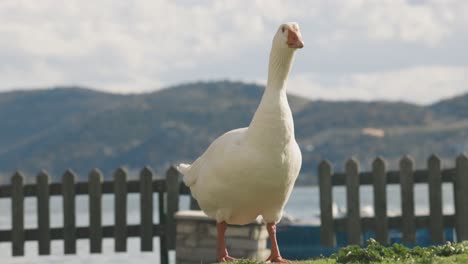 Eine-Nahaufnahme-Einer-Weißen-Ente,-Die-Grüne-Grasblätter-Frisst,-Ein-Blauer-See-Und-Wunderschöne-Berge-Im-Hintergrund,-Verträumte-Exotische-Tierwelt,-Herbsttöne,-HF-Objektiv,-4K-Video,-Zeitlupe