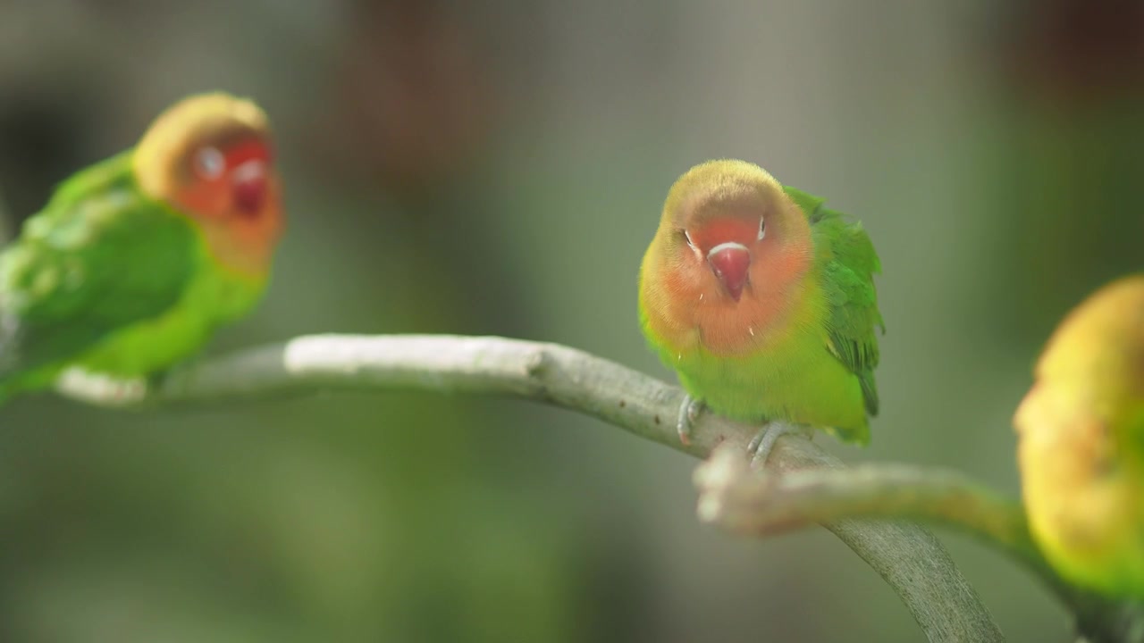 To farverige Lovebirds siddende på en gren