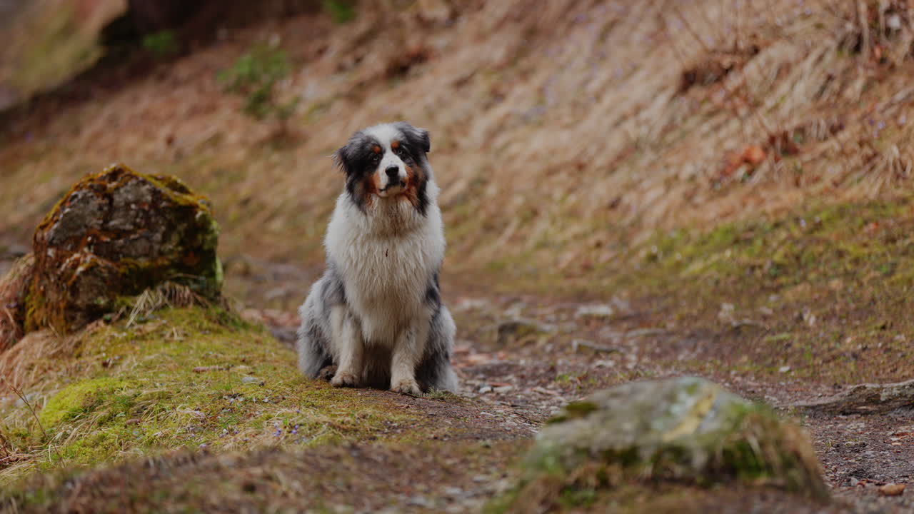 Australian Shepherd exploring a lush mountain forest, walking through trees and sunlight, capturing the spirit of adventure and nature.