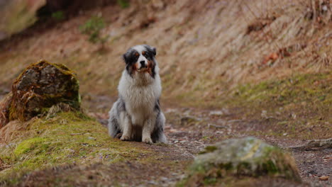 australian shepherd exploring a lush mountain forest, walking through trees and sunlight, capturing the spirit of adventure and nature.