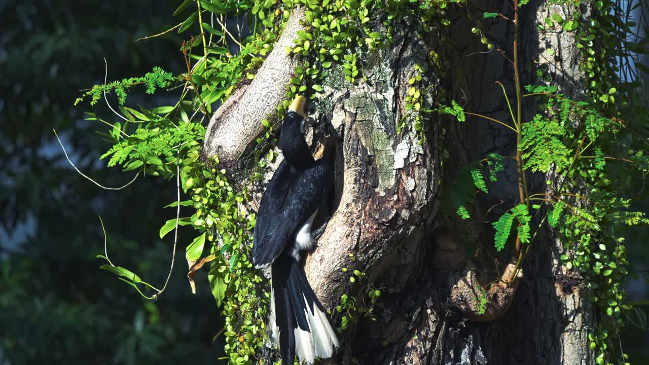 Indo-Malayan Oriental Pied Hornbill Bird Species. Close-up Shot
