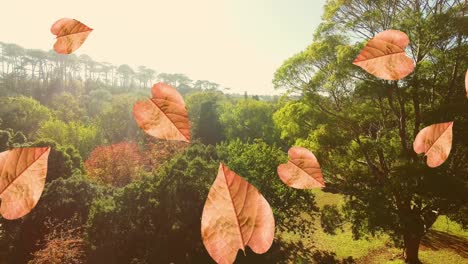 animation of orange autumn leaves falling in park