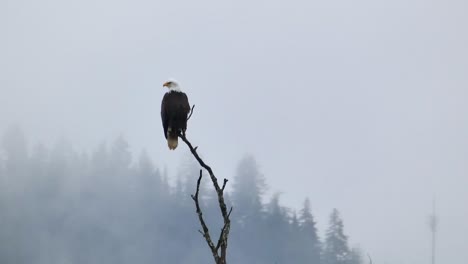 bald eagle perched on a tree top with tress and moving clouds in background