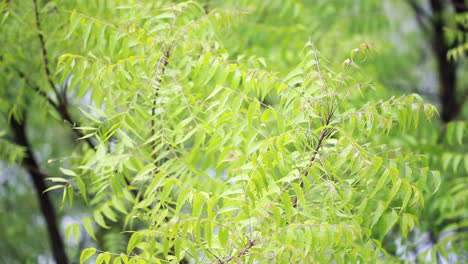 a branch of neem tree leaves