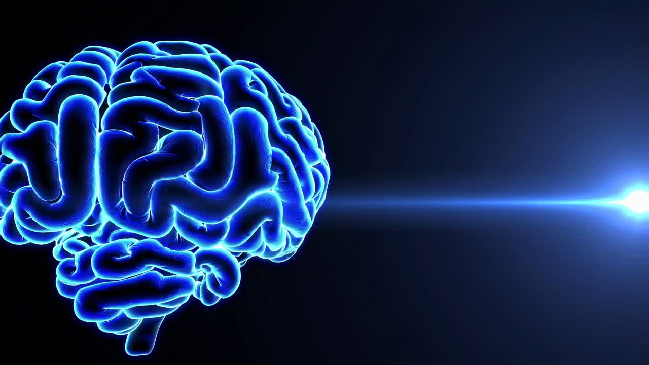 3D Model of a Human Brain