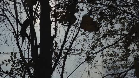 silhouette orbiting shot of a barren tree with sun rays coming through the branches