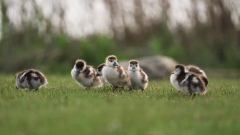 Slow-Motion-Close-Up-of-Cute-Baby-Greylag-Geese