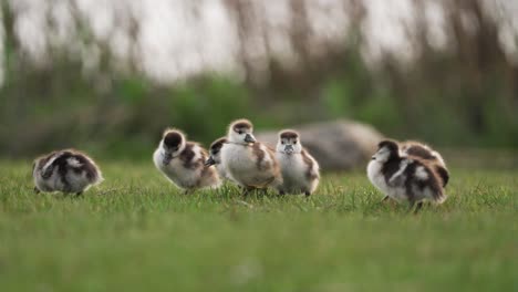 cámara lenta cerca de lindos gansos de ganso silvestre bebé