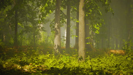 Paisaje-Vívido-De-La-Hermosa-Luz-Del-Sol-En-Un-Exuberante-Bosque-Verde