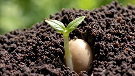 seedling sprouting from soil