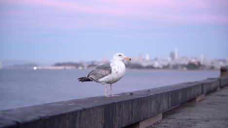 closeup of a bird in a windy day by the pier