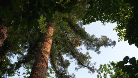 Two tree's branches face to face