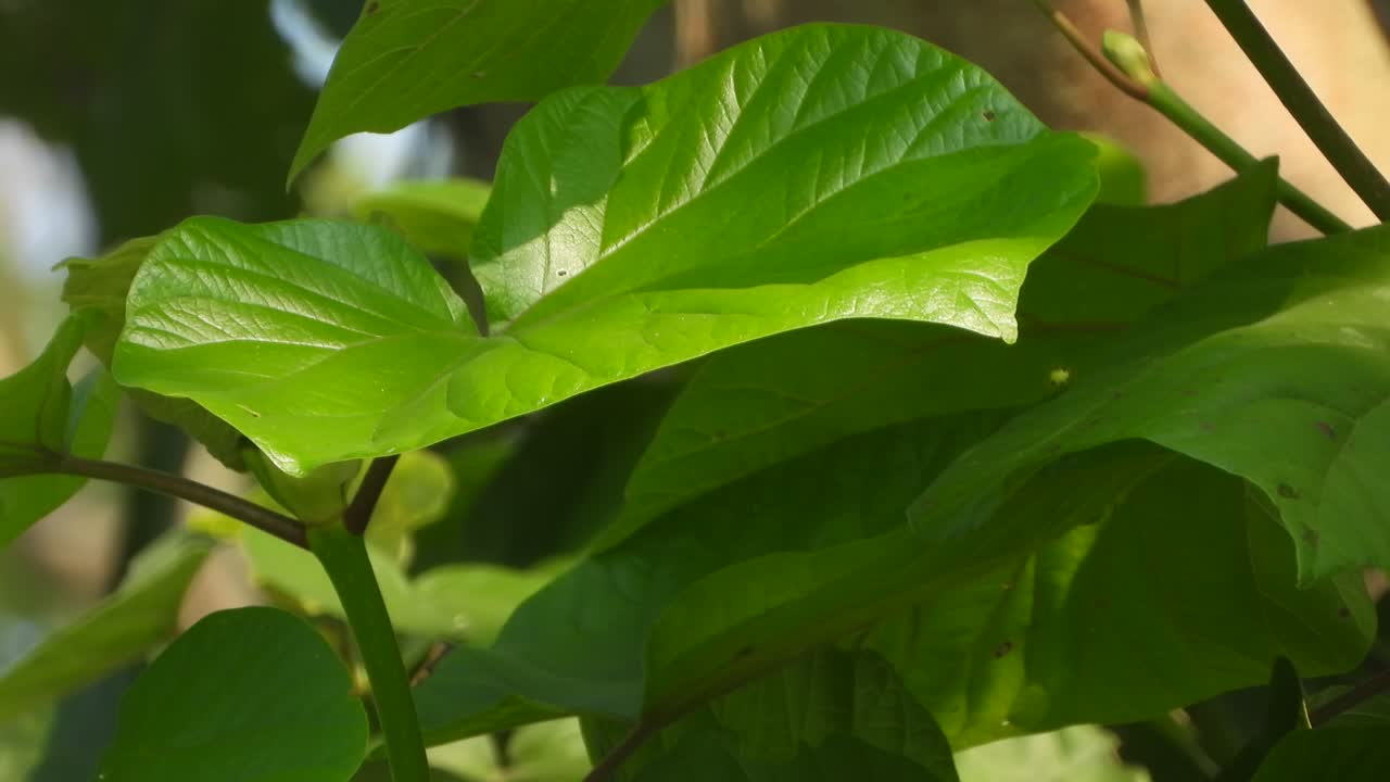 hoja verde - viento - verde