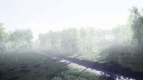 misty morning walk through a serene forest path surrounded by trees