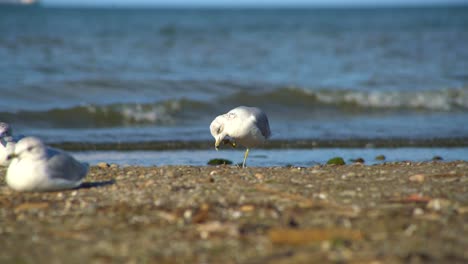 Seagulls-sitting-and-resting-on-a-sandy-beach