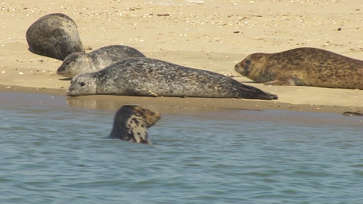 group of seals sunbathing at the riverbank in close up