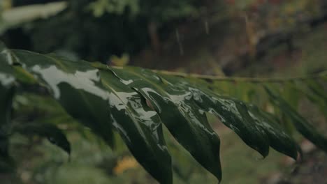 tropical rain drops falling on green leaves in forest of costa rica