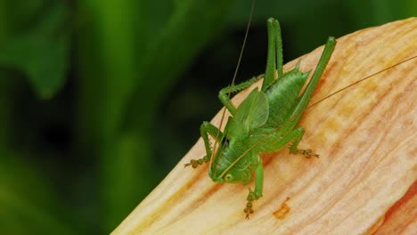 common grasshopper sitting on yellow petal