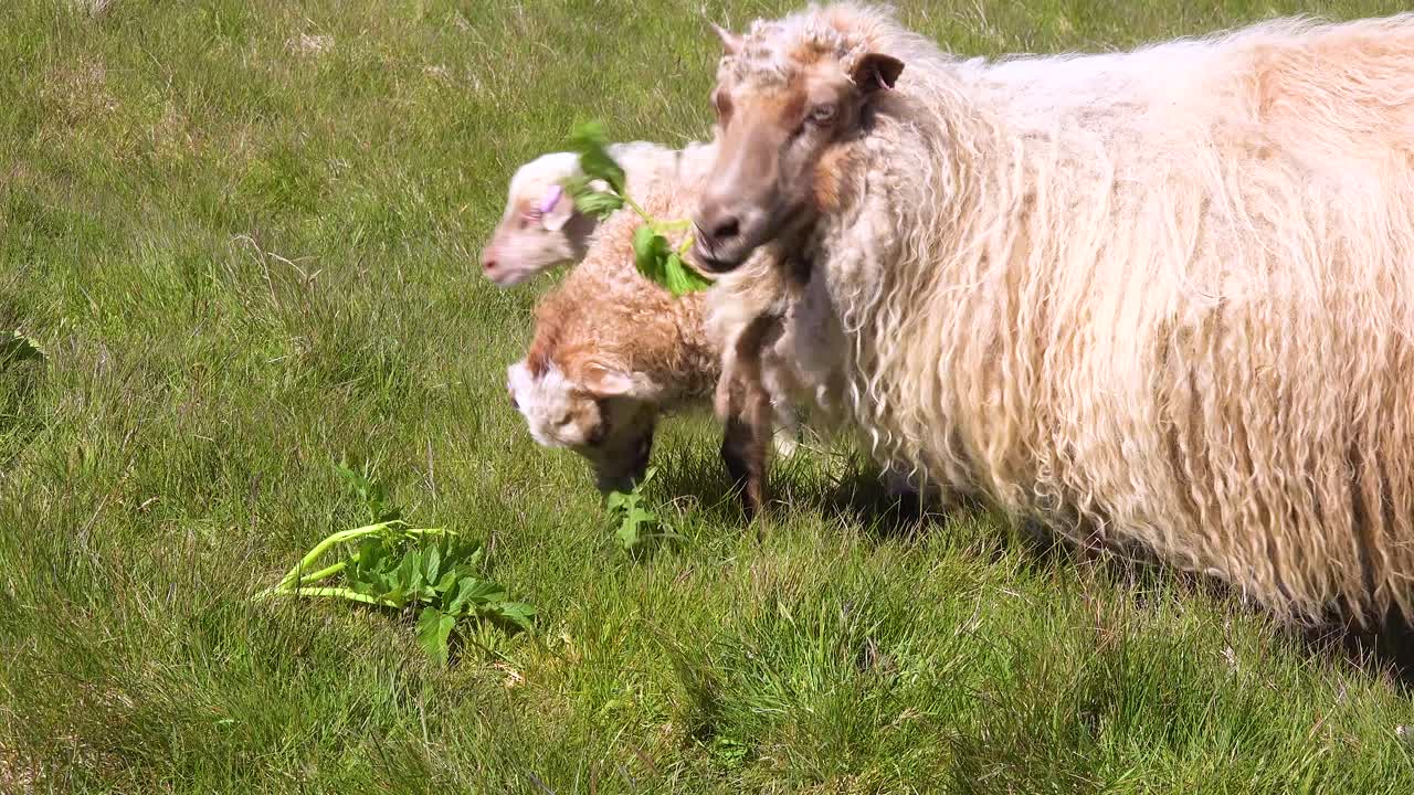 Får med tykke uldpelse og lam spiser blade på skråningerne af Islands Vestmannaøer
