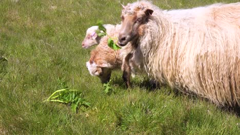 Sheep-covered-in-thick-wool-coats-and-baby-ewes-eat-leaves-on-the-hillsides-of-Iceland-Westmann-Islands-Vestmannaeyjar