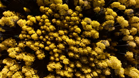 Deep-shadows-between-yellow-aspen-tree-canopy,-drone-top-down-rotating