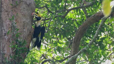 Después-De-Alimentar-A-Su-Pareja-Que-Se-Encuentra-Dentro-De-La-Cavidad-De-Un-Enorme-árbol-En-El-Parque-Nacional-De-Khao-Yai,-El-Gran-Cálao-Buceros-Bicornis-Voló-Y-Desapareció-En-La-Parte-Inferior-Derecha-Del-Cuadro.