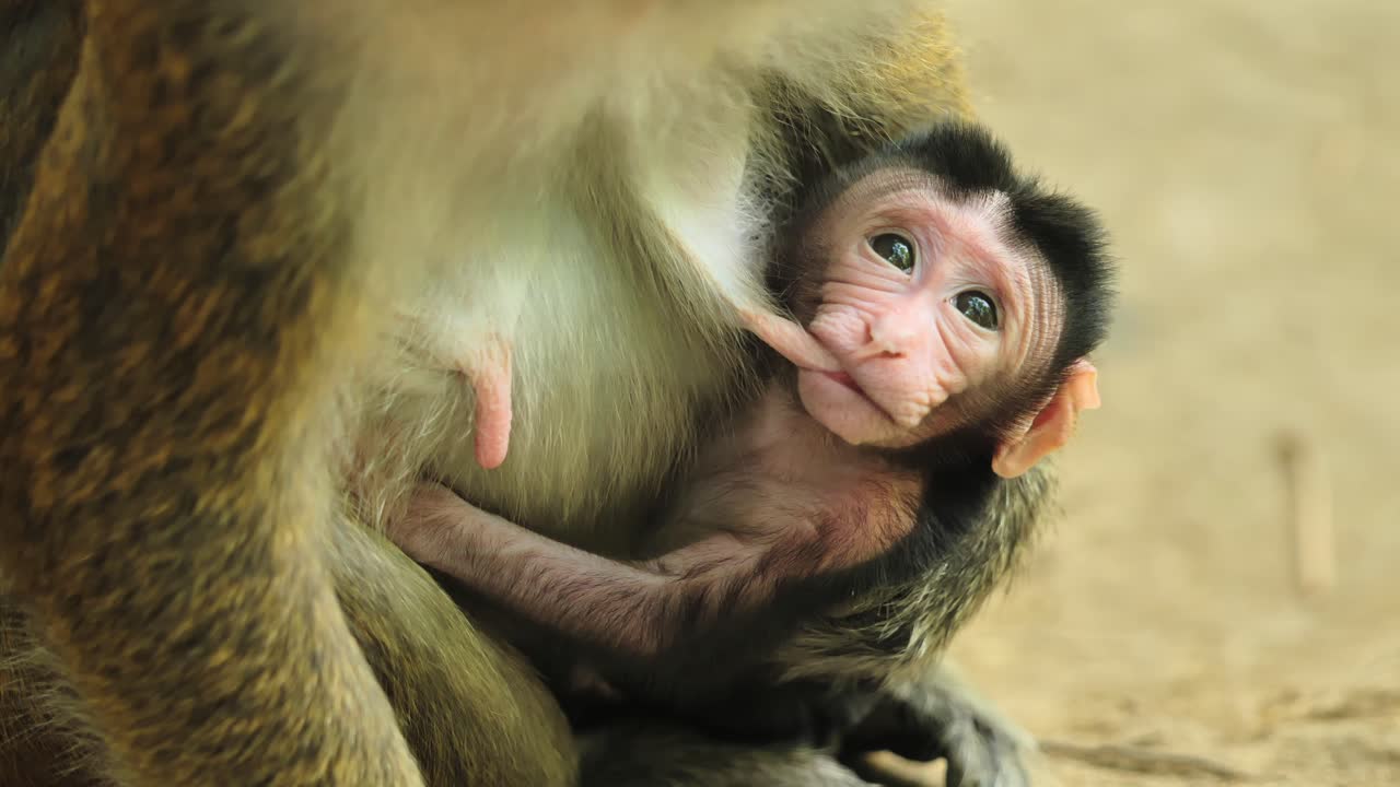 Momento terno de macaco filhote segurando a mãe antes de fugir, Filipinas