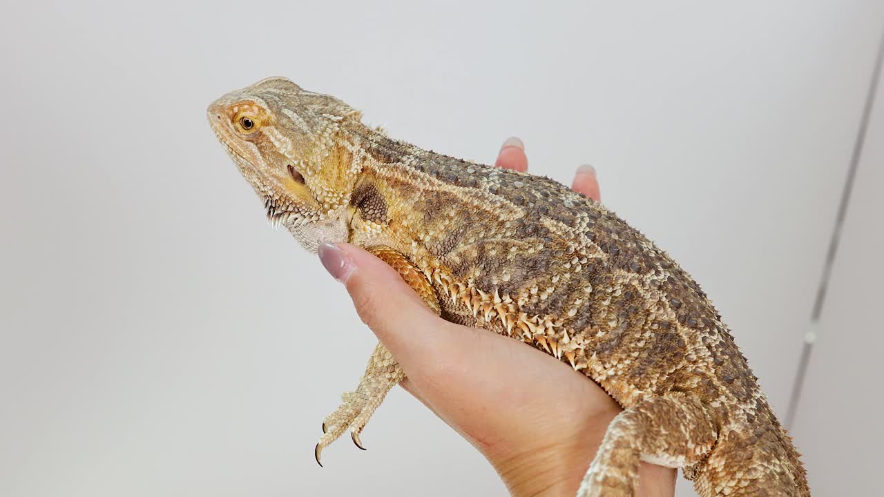 A bearded dragon is gently held in a hand, showcasing its textured scales against a plain white background