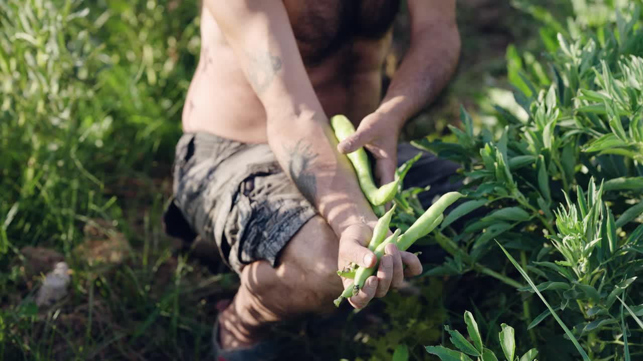 Dirty farmer harvesting fresh broad beans in a field