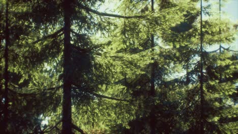 green cone trees in bright sun light