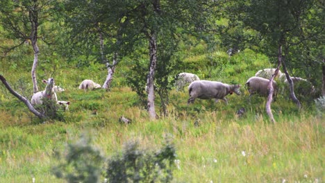 Schafe-Und-Lämmer-Grasen-Unter-Den-Bäumen-In-Der-üppigen-Grünen-Vegetation