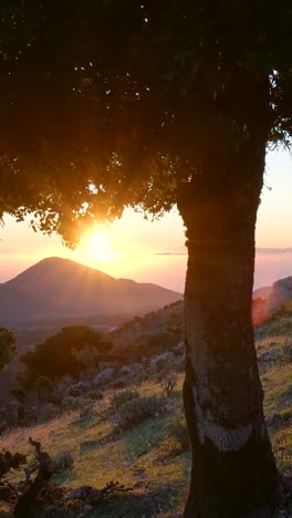 sunset over mountain with tree