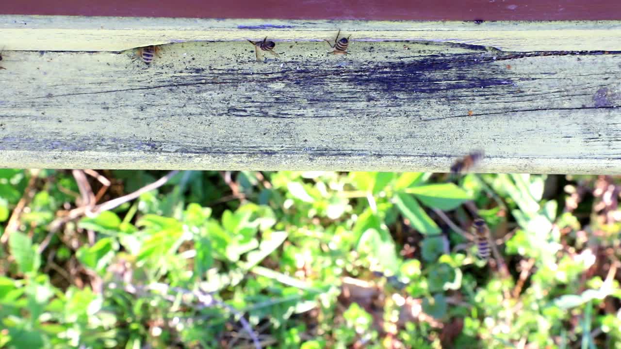 벌집에서 벌들이 날아다닌다