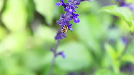 bee collecting nectar from purple salvia flower