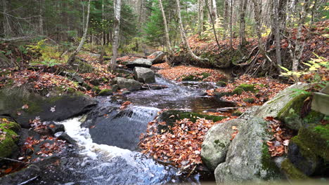 still shot of a river in forest