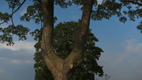 4k footage of a 'v' shaped tree