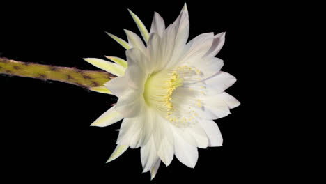 clean cactus flower blossom and retract