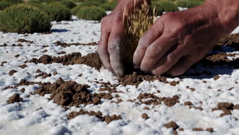 planting in saline soil