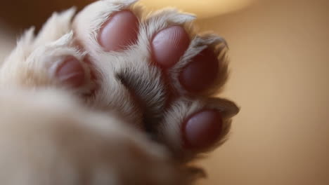 close-up of a cat's paw