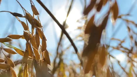 Sunrays-shines-through-lush-rice-field,-warm-summer-day,-motion-view