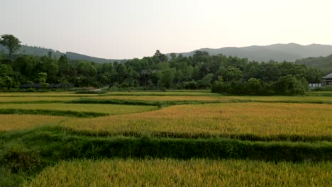 golden rice paddy landscape