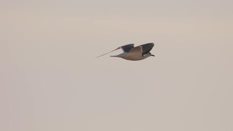 single common sea mew flying around in soft light scavenging for food