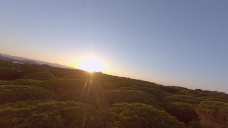 vuelo fpv sobre hermosos pinos cerca del océano hacia el sol dorado del atardecer