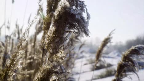 cane covered in snow parallax shot closeup