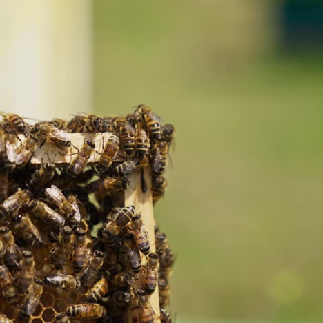 bee colony roaming on the honey frame. working bees covering the wax frame close up. blurred background