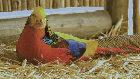 faisán chino de colores brillantes acostado sobre paja