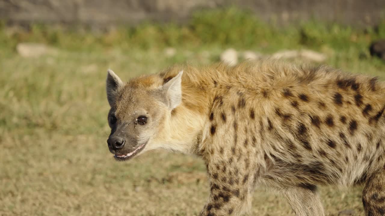A spotted hyena walking across the African savanna and turning to look at the camera. The wild predator shows its movement and curiosity