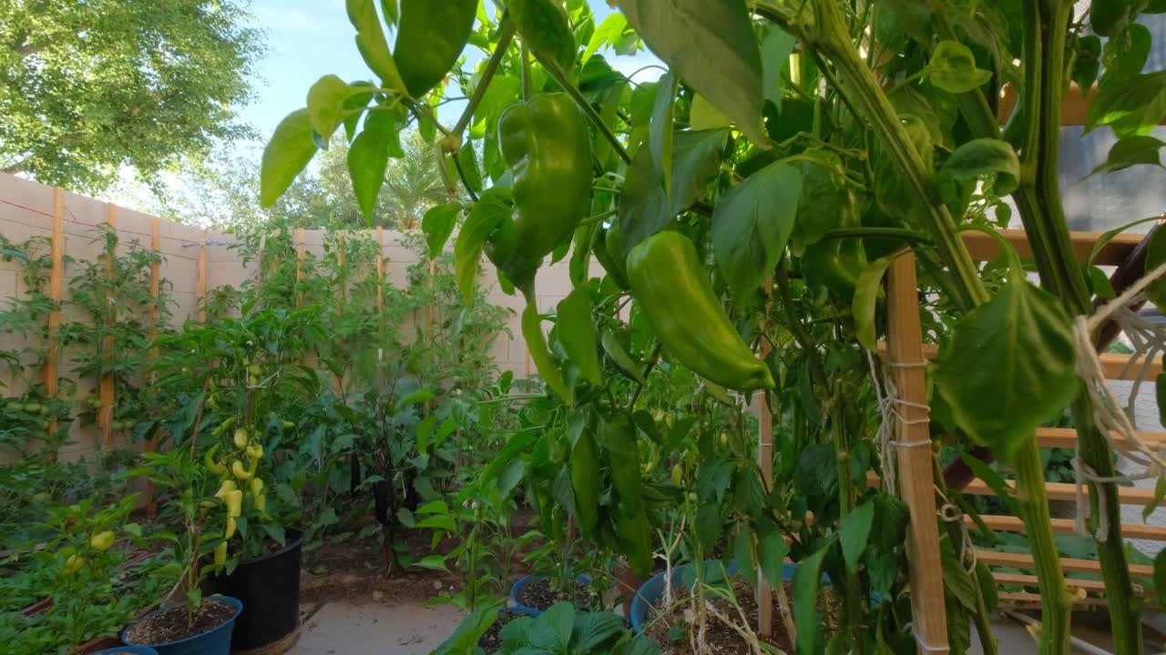 고추 와 다른 식물 들 이 자라는 집 정원